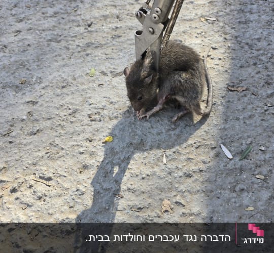 מלכודת לוכדת עכבר על הקרקע